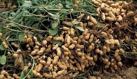 как вырастить арахис
