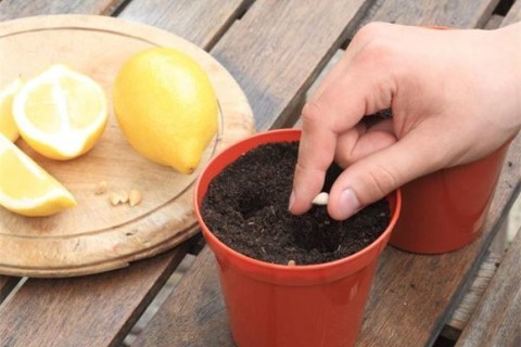 Как разводить лимоны в домашних условиях