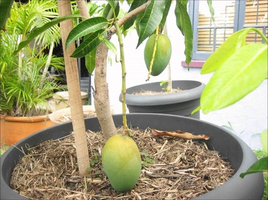выращиваем манго дома