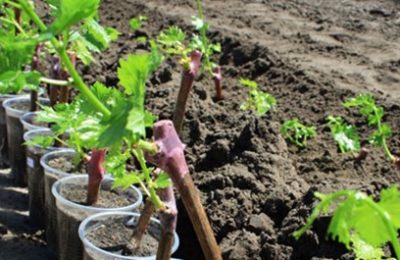 как вырастить виноград из черенка