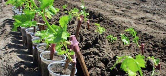 Как вырастить виноград из черенка в домашних условиях?