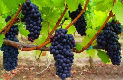 Выращивание винограда в России