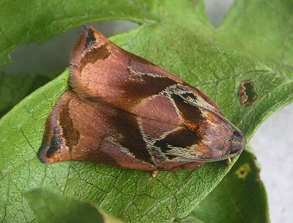 Бабочка листовёртка