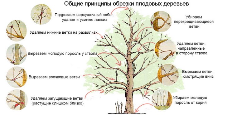 загальні принципи обрізання плодових дерев