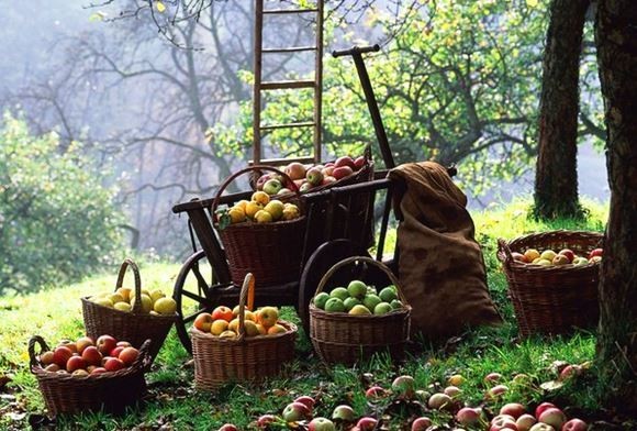 сбор урожая яблок