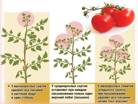 правильное пасынкование томатов