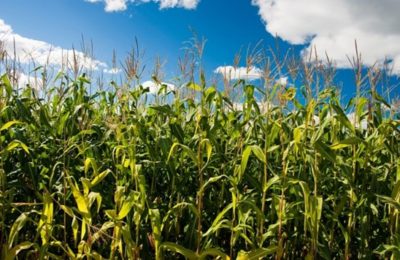 как выращивать кукурузу