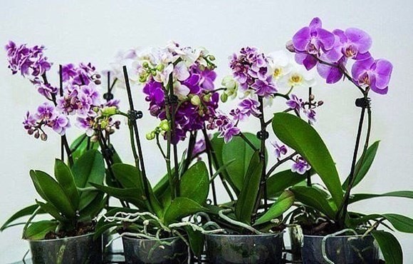 Орхидея Phalaenopsis (Фаленопсис)