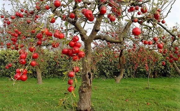 фруктовые карликовые деревья