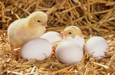 яйца для выведения цыплят
