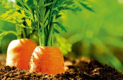 как вырастить морковь