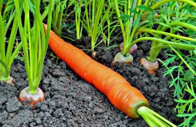 подкормка моркови