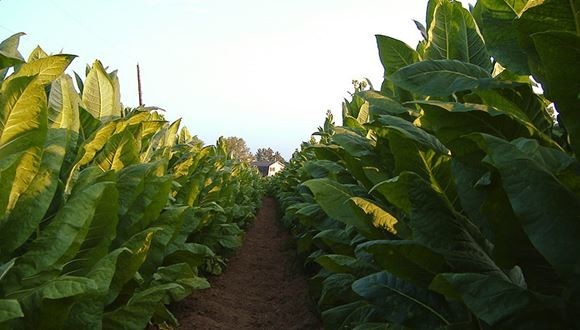 Выращивание табака на огороде для курения