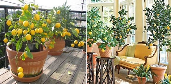 лимонное деревце в домашних условиях