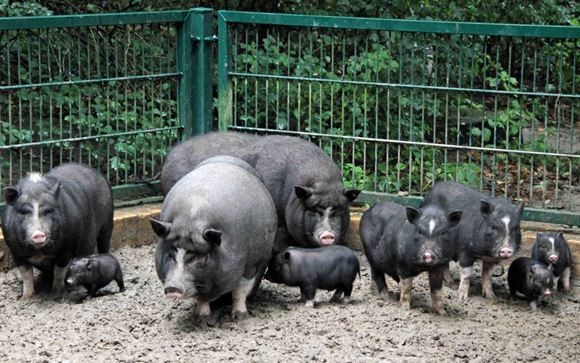 Вьетнамские свиньи. Описание породы, разведение, содержание и уход
