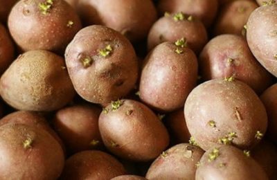 подготовка семенного картофеля
