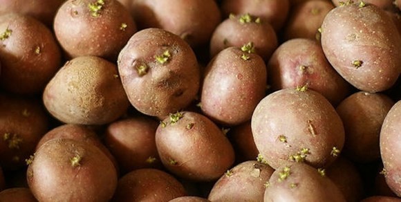 подготовка семенного картофеля