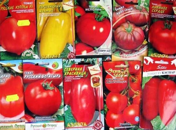 как выбрать сорт помидоров