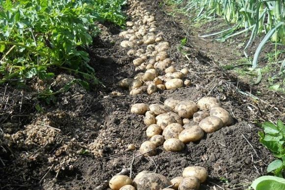 урожай картошки под соломой