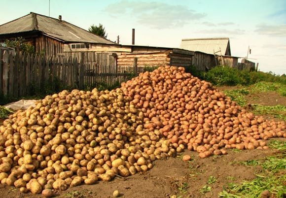 картофель под соломой - отличный урожай