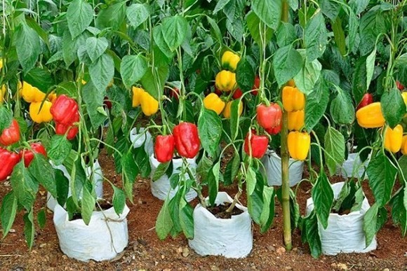 выращивание болгарского перца