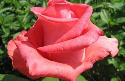 роза сорта «Рафаэлла»