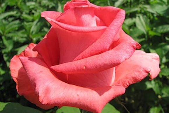 роза сорта «Рафаэлла»