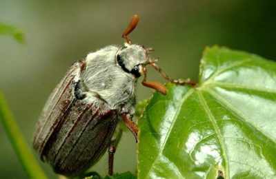 майский жук фото
