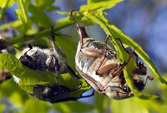 борьба с майскими жуками