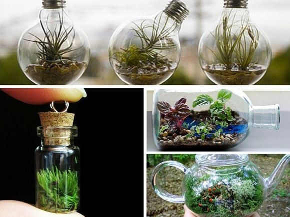 Хочу флорариум: 2 главных условия, чтобы вырастить растения в бутылке или в вазе