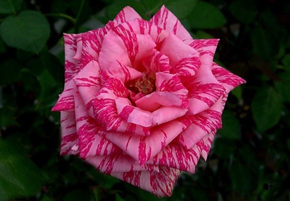 роза «Пинк Интуишн»