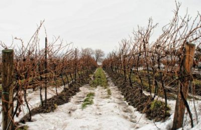 укрытие винограда на зиму