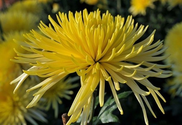 Лучевидные хризантемы фото