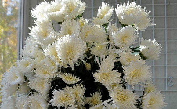 Кудрявые хризантемы фото