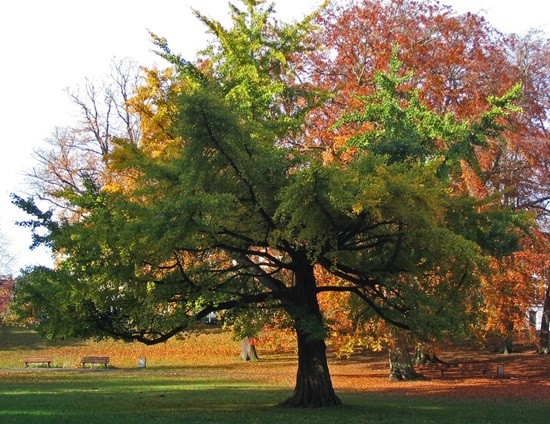 дерево Гинкго билоба фото