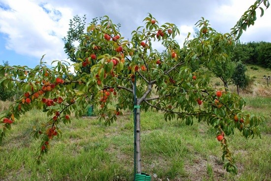 Персиковое дерево фото