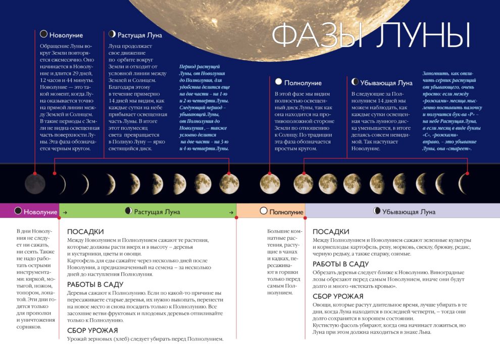фазы Луны и работы в саду, огороде, цветнике