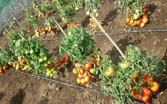 Выращивание помидор в открытом грунте