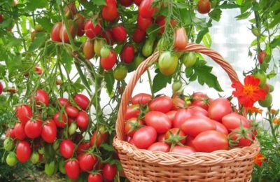 агротехника выращивания томатов
