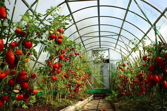 выращивание помидор в теплице