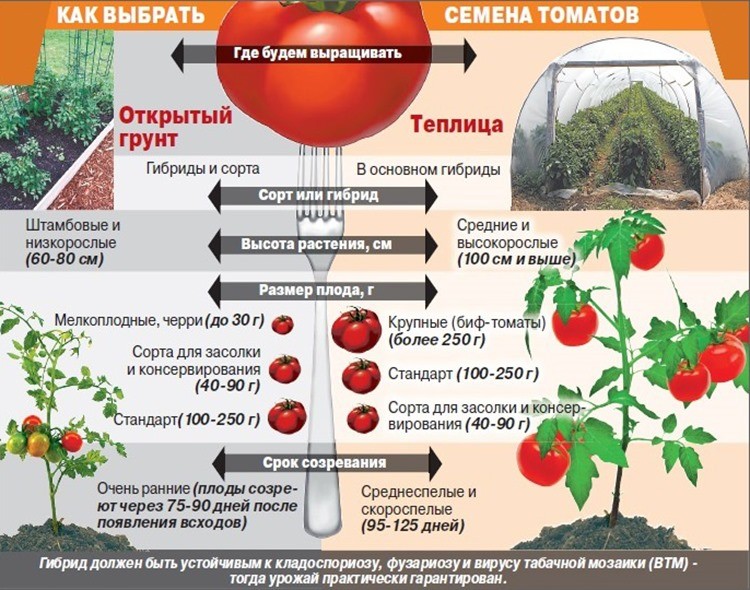 где выращивать помидоры