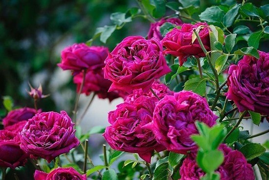 Пионовидные розы: секреты выращивания и ухода