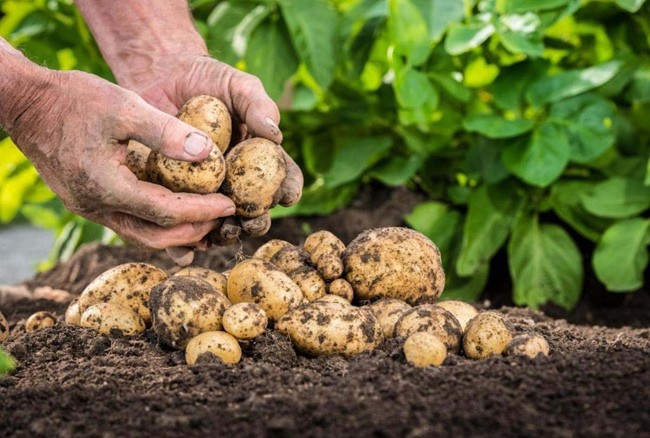 Советы по посадке и сроки сажания картофеля в 2024 году