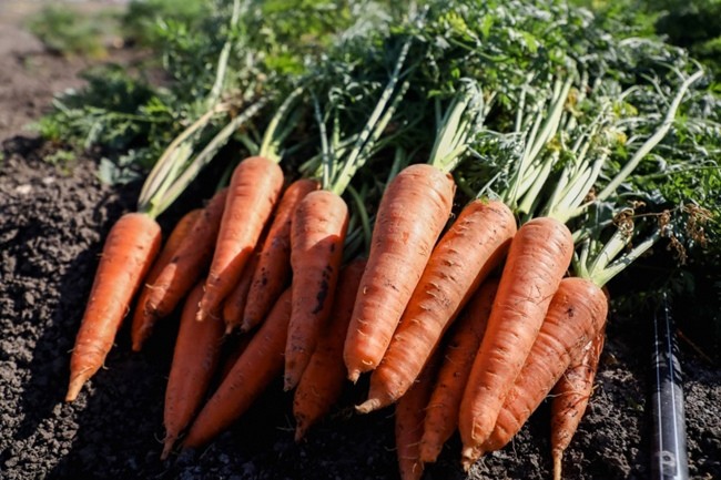 Морковь – как правильно и когда сажать в 2023 году? Сроки посадки в таблице!