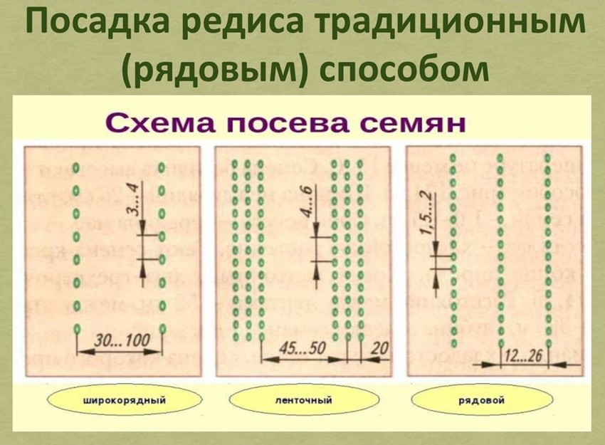 Схема посадки моркови на грядке семенами весной