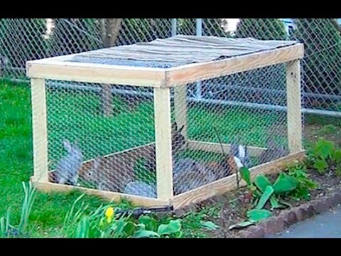 Осваиваем строительство клеток для кроликов