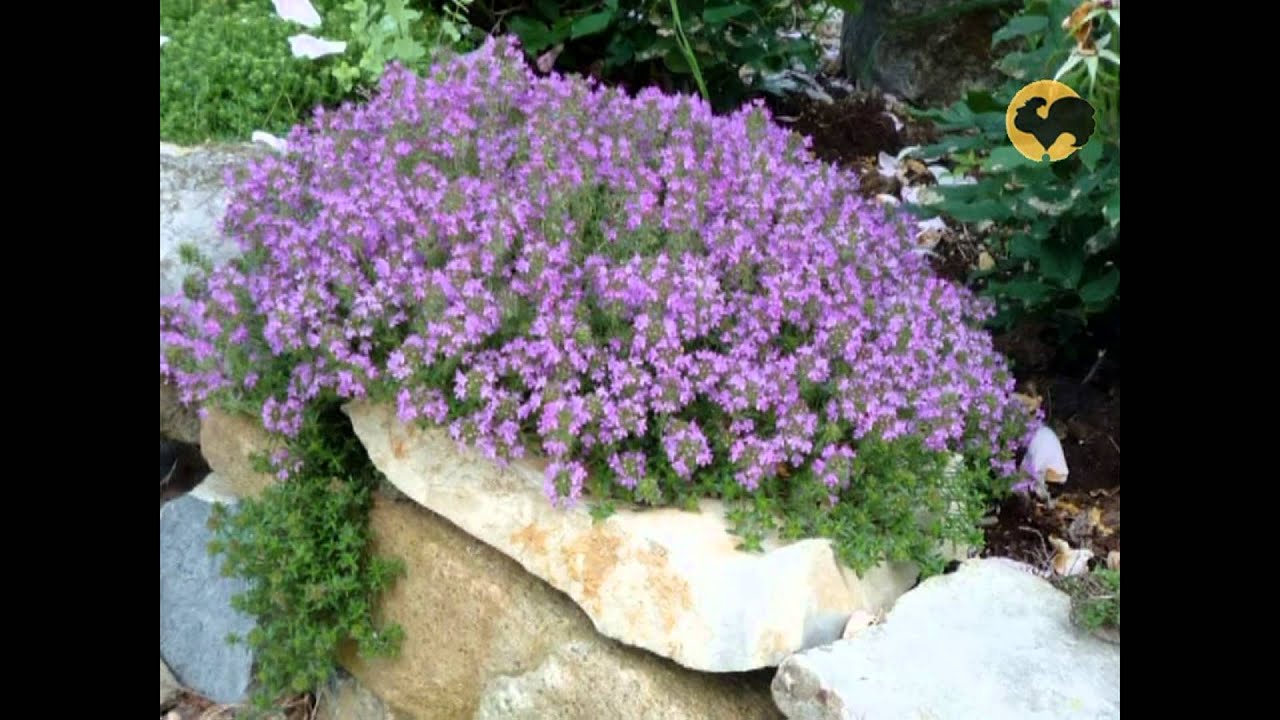 Тимьян ползучий (Thymus serpyllum 'Magic Carpet')