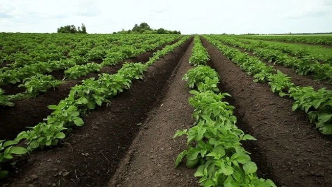 Голландская технология посадки в гребни картофеля_result