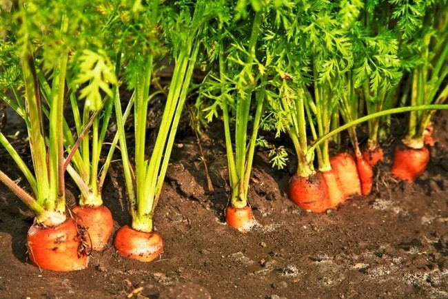 Морковь выращивание в грунте_result