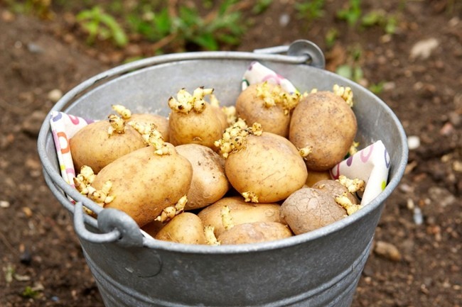 клубни картофеля для посадки